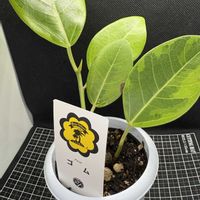 ゴムの木,アルテシマ,観葉植物,フィカス属,産直の画像