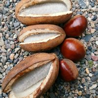 アケビの画像