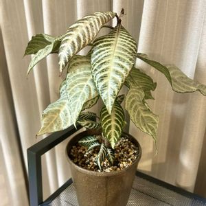 アフェランドラ・ダニア,アフェランドラ・シルバークラウド,観葉植物,成長記録,葉脈の画像