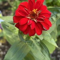 ニチニチソウ,リンゴ,とろり蜜芋紅はるかフラペチーノ,チーム岐阜,真っ赤な火曜日の画像
