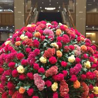 鶏冠,ディスプレイ,装花,帝国ホテル,ロビーの画像