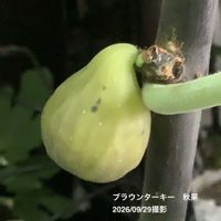 イチジク,ブラウンターキー,いちじく,室内栽培,鉢栽培の画像