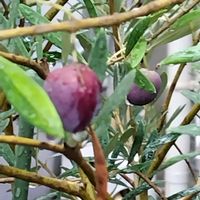 オリーブの画像