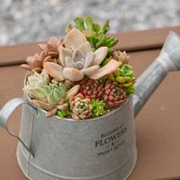 ゴーラム,虹の玉,多肉植物 寄せ植え,多肉植物いろいろ, ブロンズ姫の画像