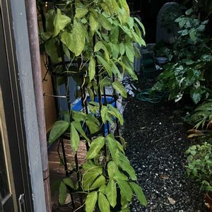 ヒスイカズラ,鉢植え,カット苗,ヒスイカズラ属,ヒスイカズラ鉢植えの画像