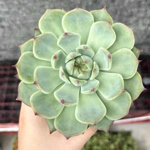 エケベリア,チワワエンシス,多肉植物,ダイソー産,爪多肉の画像
