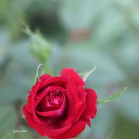 鉢植え,マクロレンズ,バラ・ミニバラ,canon,コルダーナシリーズの画像