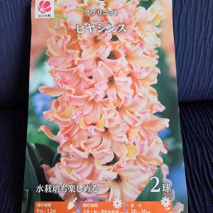 ヒヤシンス　アプリコット,ヒヤシンス水耕栽培,花の大和,ヒアシスターズの画像