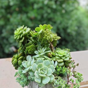 ヌダ,多肉植物,育てやすい多肉植物,多肉植物寄せ植え,多肉棚の画像