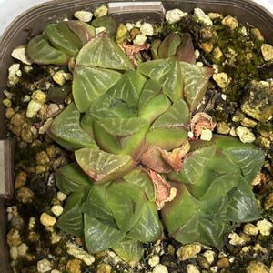 ハオルチア,多肉植物,成長,記録,まどの画像