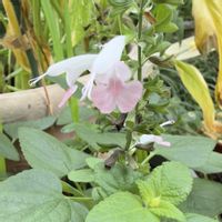 セージ,ブルーサルビア,シソ科,庭の花と木の画像