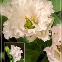 エキザカム,キク,トルコキキョウ,お花屋さんの♡の画像