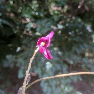 クズ,クズ,葛(クズ),ツリフネソウ (釣船草),ヤマハギ（山萩）の画像