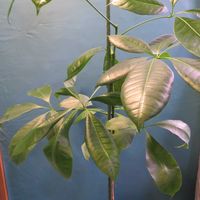 パキラ,パキラ・アクアティカ,観葉植物,癒し,インテリアグリーンの画像