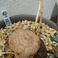 チランジア,オブツーサ,オブツーサ,亀甲竜,ハオルチア属の画像
