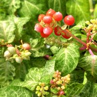 ヒューケラ,コケサンゴ,エクメア ファッシアータ,珊瑚花,タマサンゴの画像