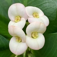 ハナキリン,ハナキリン,多肉植物,白い花,癒しの画像