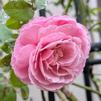 バラ,バラ,ガーデニング,花のある暮らし,バラのある暮らしの画像