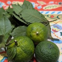 ローリエ,ユズ(青柚子),ハーブ,愛知県の画像