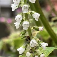 ホオズキ,スズランの実,ムラサキウンラン,シソの花,秋桜（こすもす）の画像