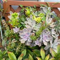 火祭り,パープルディライト,朧月(おぼろづき),寄せ植え,花のある暮らしの画像