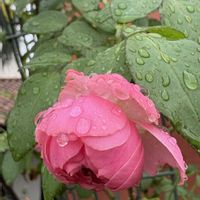クコ,バラ,ランチ,ばら バラ 薔薇の画像