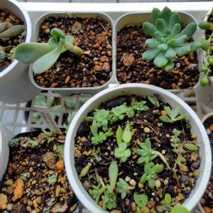 秋の味覚,多肉の植え替えの画像