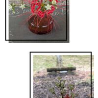 アケボノソウ,ヒガンバナ,由布岳登山口,花瓶の花,火曜ベンチの画像