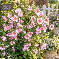 薔薇,秋明菊,秋明菊ピンク,チャッピー,トンボ♪の画像