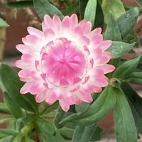 ジニア,ムギワラギク,宿根バーベナ,ムギワラギク(帝王貝細工),ご近所さんのお花の画像
