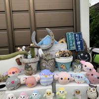 アロエ,アロマティカス,リトルミッシー,カリシア,ナンバーワンの画像