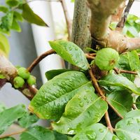 ジャボチカバ,ジャボチカバ,鉢植え,小さな庭の画像