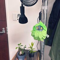 ガジュマル,ドラセナサンデリアーナ,ハイドロカルチャー,植物育成ライトの画像
