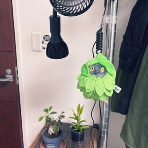 ガジュマル,ドラセナサンデリアーナ,ハイドロカルチャー,植物育成ライトの画像