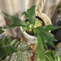 コウモリラン,ビカクシダ,コウモリラン・ビカクシダ,ビカクシダ ネザーランド,観葉植物の画像