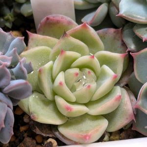 チワワエンシスイエコラ,多肉植物,葉挿し,多肉寄せ植え,実生苗の画像