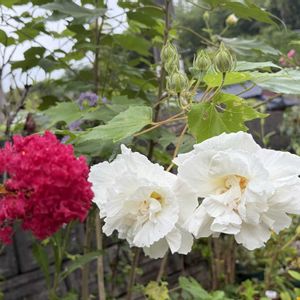 地植え,挿し木から育てる。,暑さに負けないで,毎年の開花が楽しみ,復興をお祈りいたしますの画像