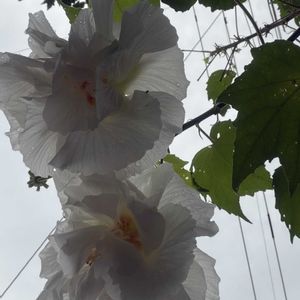 地植え,挿し木から育てる。,暑さに負けないで,毎年の開花が楽しみ,復興をお祈りいたしますの画像