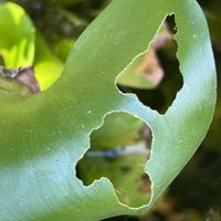 ホテイアオイ,バッタ,水辺の植物,水辺の風景,素敵な出会いに感謝の画像
