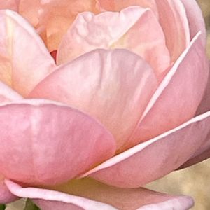 バラ,薔薇,ばら,ピンクの花,素敵な出会いに感謝の画像