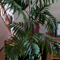 テーブルヤシ,観葉植物,成長記録,多様性を愛する会,人に優しくの画像