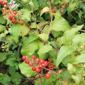 ジュズサンゴ,放置栽培,お花のある暮らし,自然にお任せ,庭に咲くお花たちの画像
