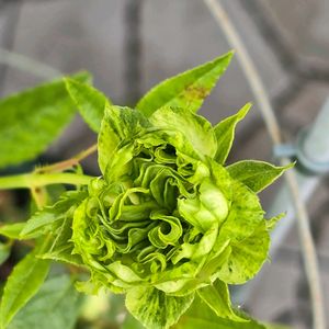 バラ,感謝,花のある暮らし,いつまでも,き　れ　い❤の画像