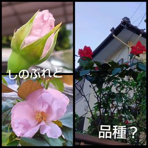 薔薇しのぶれど,地植え,花のある暮らし,小さい花壇,狭い花壇の画像