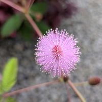 オジギソウの画像