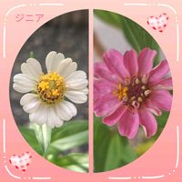 ジニア,ヒャクニチソウ,可愛い,お気に入り♡,種から育てたの画像