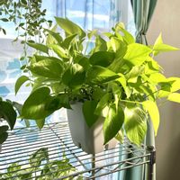 ポトス,観葉植物,水耕栽培,ボタニカルライフ,ハイドロボールの画像