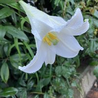 テッポウユリ,テッポウユリ,優しい気持ち,今日も笑顔で♡,被災地にエールを…。の画像