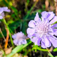 マツムシソウ,ヒカゲノカズラ,野草,登山,青空の画像