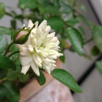 ツメレンゲ,ミニバラ,世界平和,被災地にエールを…。,こんな時こそ花をの画像